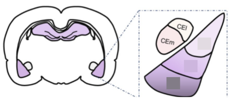 <p>Basolateral Amygdala subnuclei (BBL)</p>