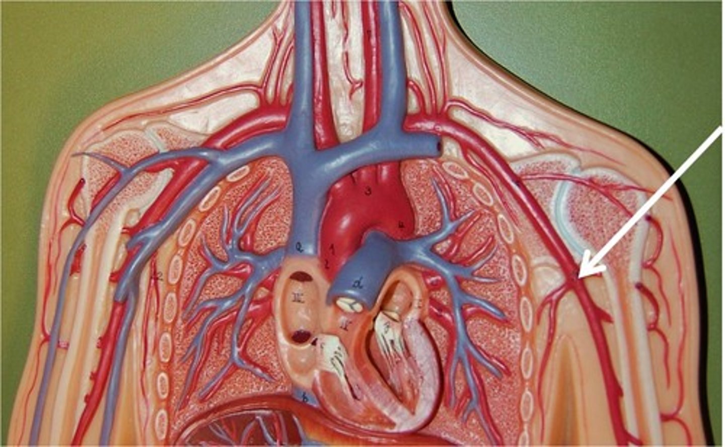 <p>artery that carries oxygenated blood to the axilla (armpit) area</p>