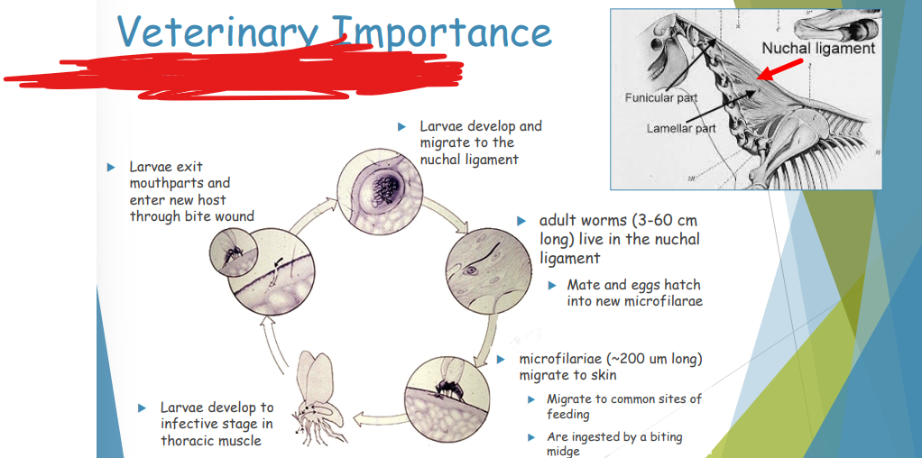 <p>EQUINE ONCHOCERCIASIS </p><p></p>