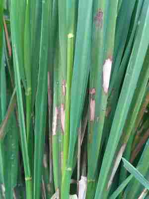 <p>Rice Shealth blight</p><p>Symptoms:</p><p>• initial oval to ellipsoidal greenish gray lesions on leaf sheath.</p><p>• older lesions coalesce with grayish white centers with tan to dark brown irregular borders.</p><p>Descriptions:</p><p>• hyphae are solely produced; septate, dark brown, branched at right angles.</p><p>• plate culture below shows the sclerotial bodies that are brown and irregularly shaped.</p>