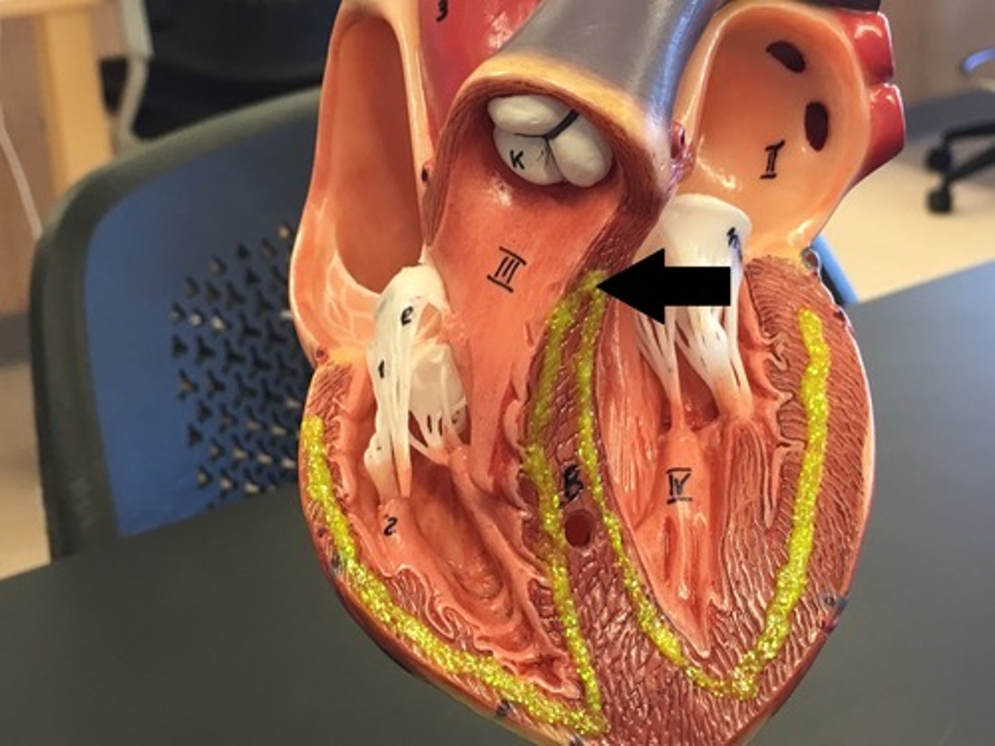 <p>cardiomyocytes that carries the action potential inferiorly through the interventricular septum to the apex of the heart.</p>