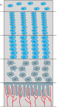 <p>begins at epiphysis&nbsp;</p><ul><li><p>first layer: reserve zone&nbsp;</p><ul><li><p>non-proliferative (non-dividing) chondroblasts (operate as stem cells)&nbsp;</p></li></ul></li><li><p>second later: zone of proliferation&nbsp;</p><ul><li><p>growth factors stimulate rapid proliferation/ mitosis of chondroblasts&nbsp;</p></li><li><p>cartilage matrix begins forming&nbsp;</p></li><li><p>when chondroblasts are completely surrounded by cartilage matrix in lacunae → diff into chondrocytes</p></li></ul></li><li><p>third layer: zone of hypertrophy</p><ul><li><p>chondrocytes mature and enlarge</p></li><li><p>matrix expands&nbsp;</p></li></ul></li><li><p>fourth layer: Zone of Calcification&nbsp;</p><ul><li><p>chondrocyte death → emptying of lacunae</p></li><li><p>calcification of matrix</p></li></ul></li></ul><p></p><p>osteoblasts invade and deposit bone matrix on calcified cartilage: convert cartilage → bone</p><p>end near diaphysis&nbsp;</p><p></p><p>cartilage growth rate = osteoblast bone production rate → at puberty, osteoblast conversion rate overtakes cartilage growth rate, and replaces all cartilage→ growth stops</p><p></p>