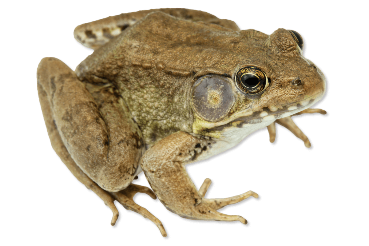 Ranidae - Lithobates clamitans