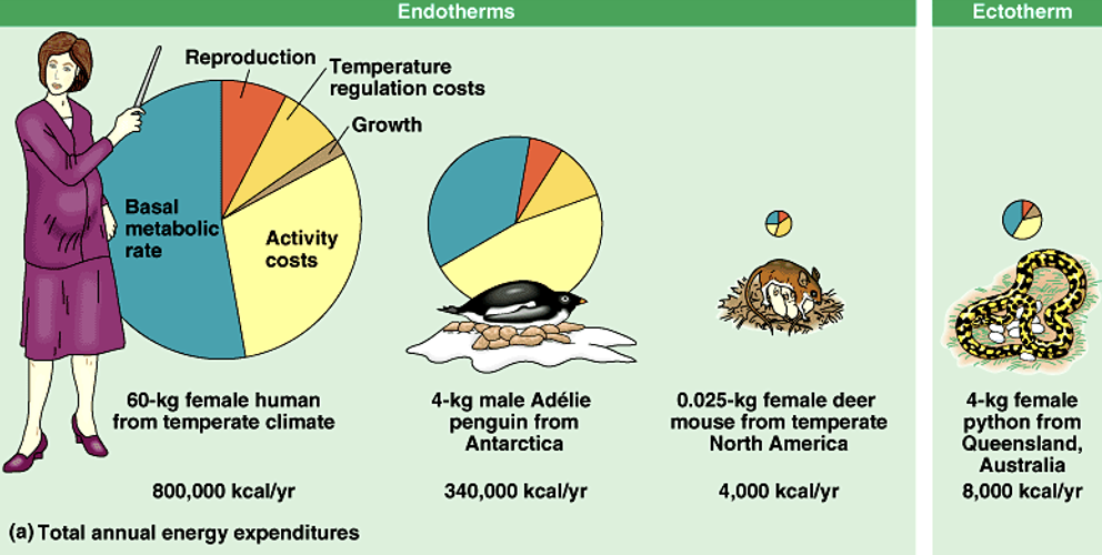 <p>Classifying Animals Based on Source of Body Heat</p>