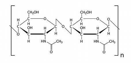 <p>structural polysaccharide, found in exoskeleton of insects and fungal cell walls, structure resembles cellulose with long chains of linked monomers - cross linked with hydrogen bonds, strong, waterproof and lightweight</p>