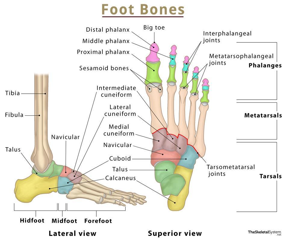 <p>Tarsal Bones</p>