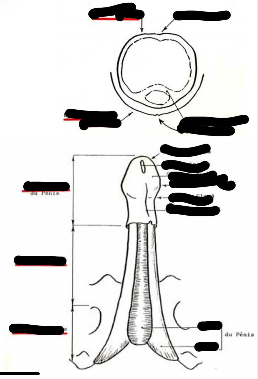 term image