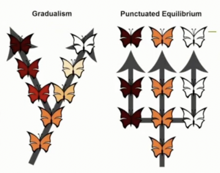 <ol><li><p>phyletic gradualism - changes in species occur slowly, gradually over long periods of time</p><ul><li><p>we would expect to find fossil evidence of many transitional forms</p></li></ul></li><li><p>punctuated equilibrium - periods of fairly rapid change followed by long periods of stability with little change</p><ul><li><p>fossil evidence follows rapid changes in the environment and we see the before and after not really the transition phases</p></li></ul></li></ol>