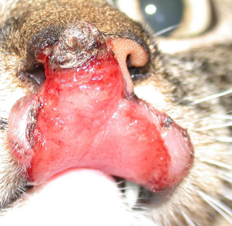 <p><span>Cryptococcosis</span></p>