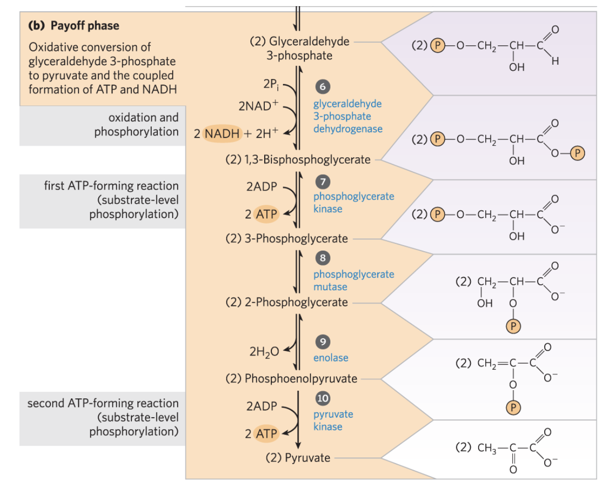 <p>2 G3P become 2 pyruvate and 2 ATP are net gained</p>