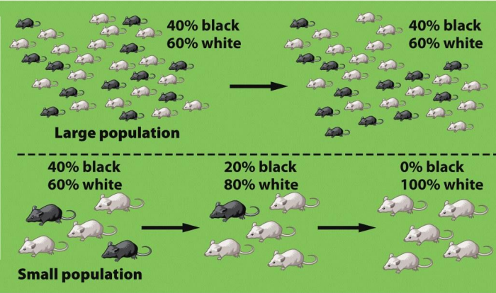 <p>A random change in allele frequencies in a population over time, often due to chance events. This can lead to reduced genetic variation and can significantly impact the evolution of a population. </p>