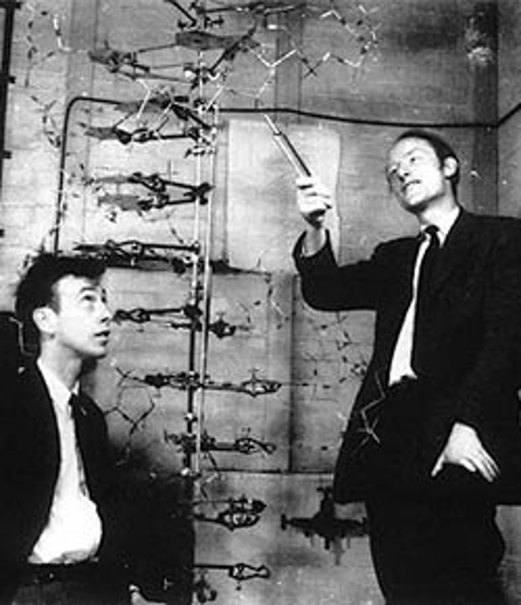 <p>Incorporated theories of Chargaff and Franklin into a physical double helix model of DNA</p>