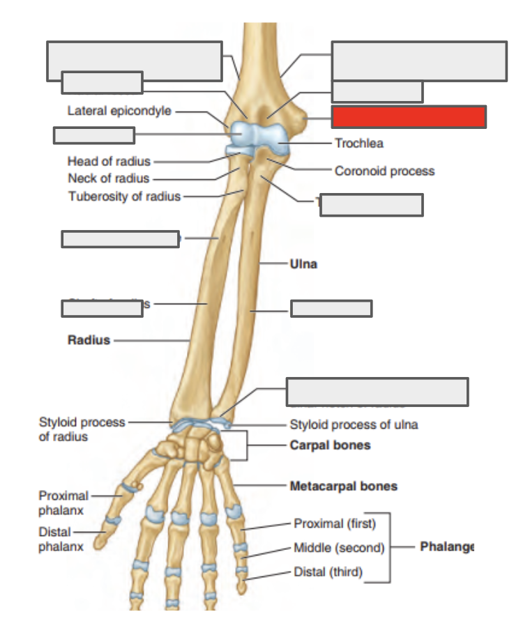 <p>Name of the covered bone</p>