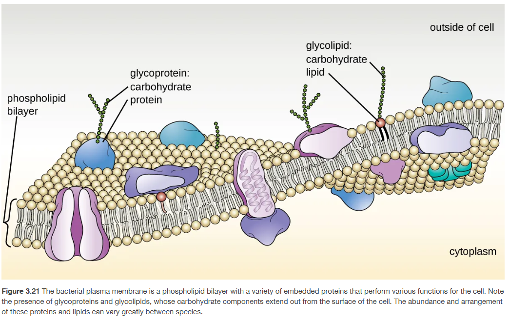 <p>Bacterial plasma membrane </p>