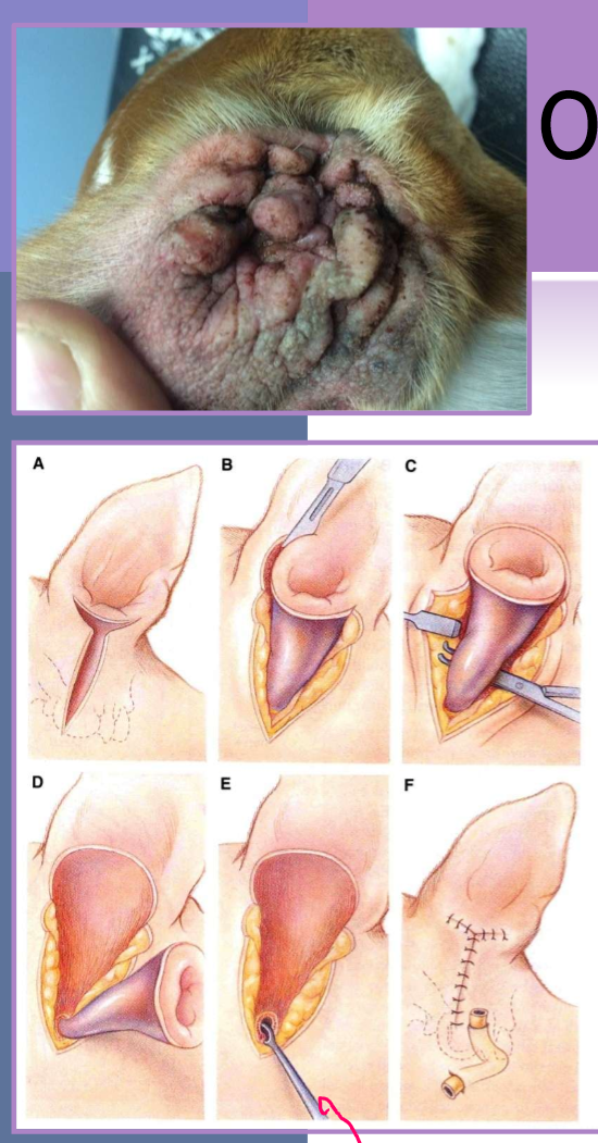<ul><li><p>most commonly performed </p></li><li><p>indications </p><ul><li><p>chronic otitis externa </p><ul><li><p>failure of medical management </p></li></ul></li><li><p>ossification, hyperplasia of entire canal </p></li><li><p>neoplasia </p></li></ul></li><li><p>must perform a lateral bulla osteotomy ( scraping of) </p><ul><li><p>must remove all epithelium in bulla </p></li></ul></li></ul><p></p>