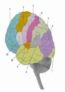 <p>neuroanatomia funcional</p><p></p><p></p>