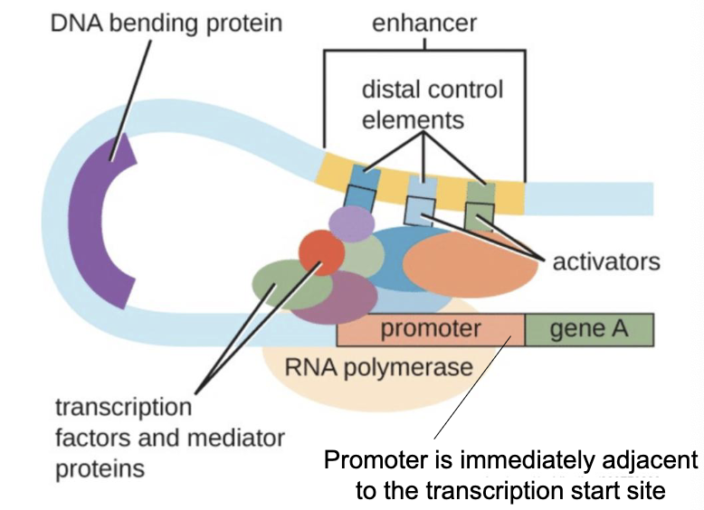 <ul><li><p>Transcription factors bind to the promoter to initiate transcription</p></li><li><p>Mediator proteins bind to regulatory (distal) sites to aid in regulation</p></li></ul><p></p>