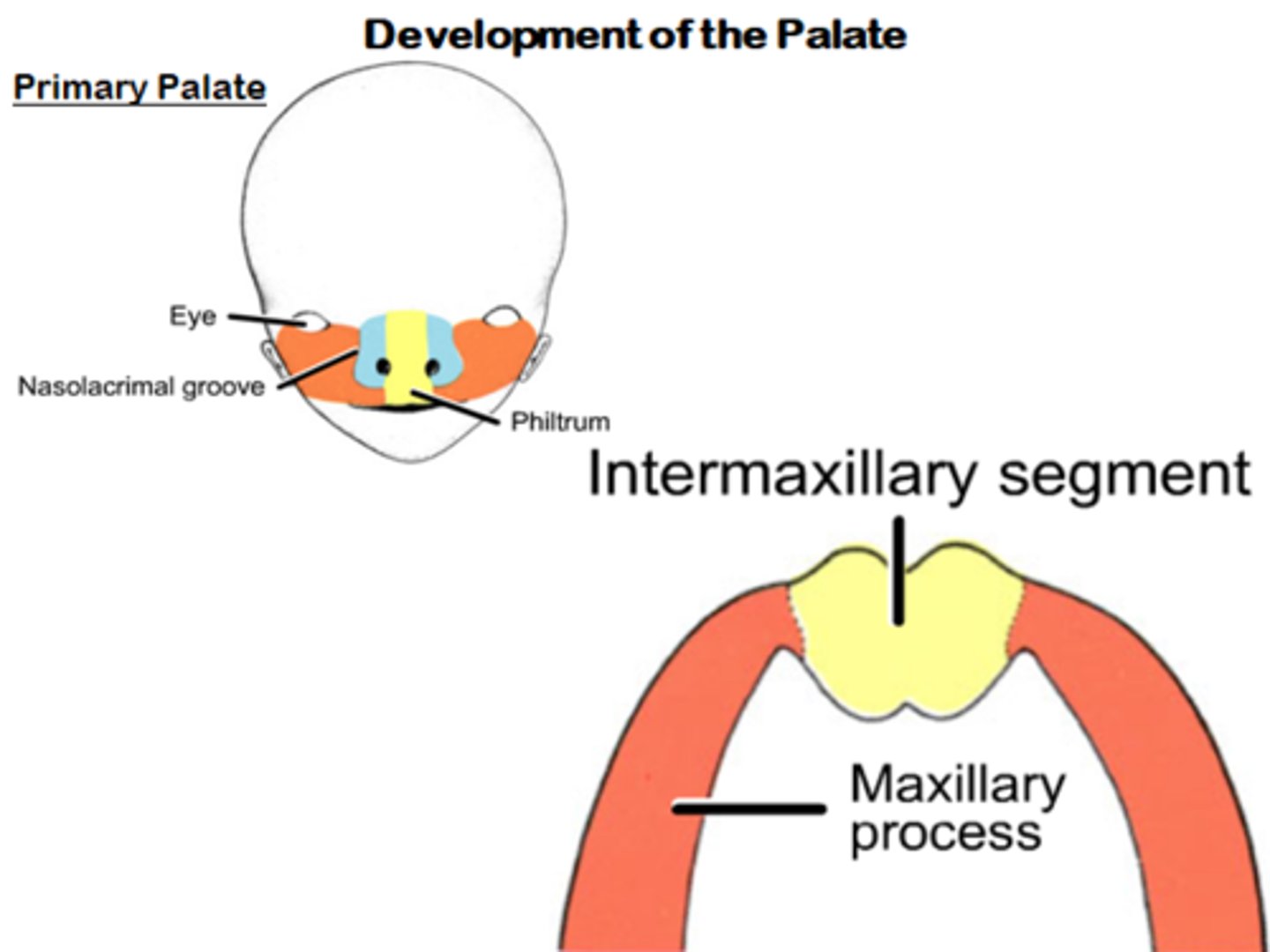 <p>What does the primary palate from? </p>