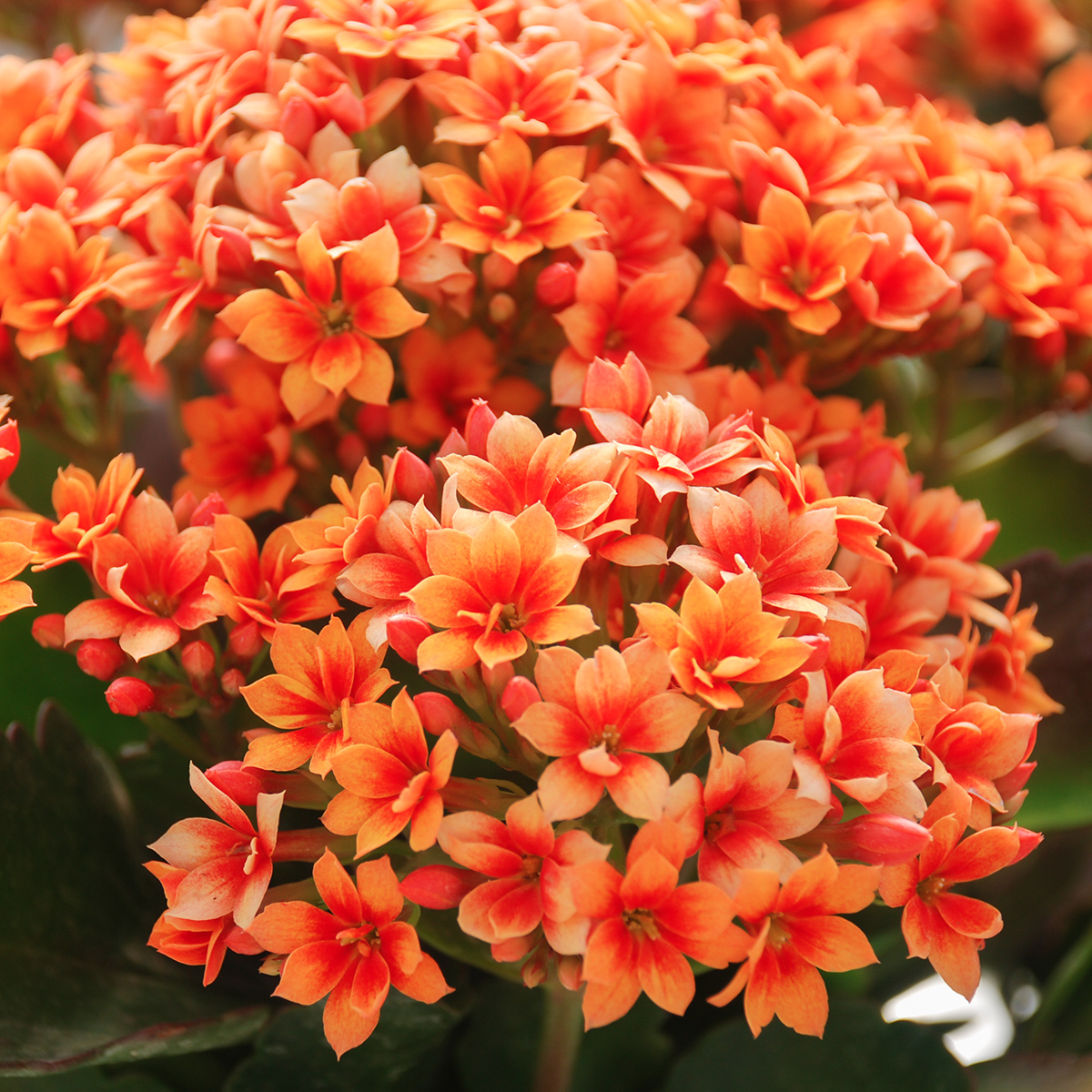 <p>What plant is this?</p>