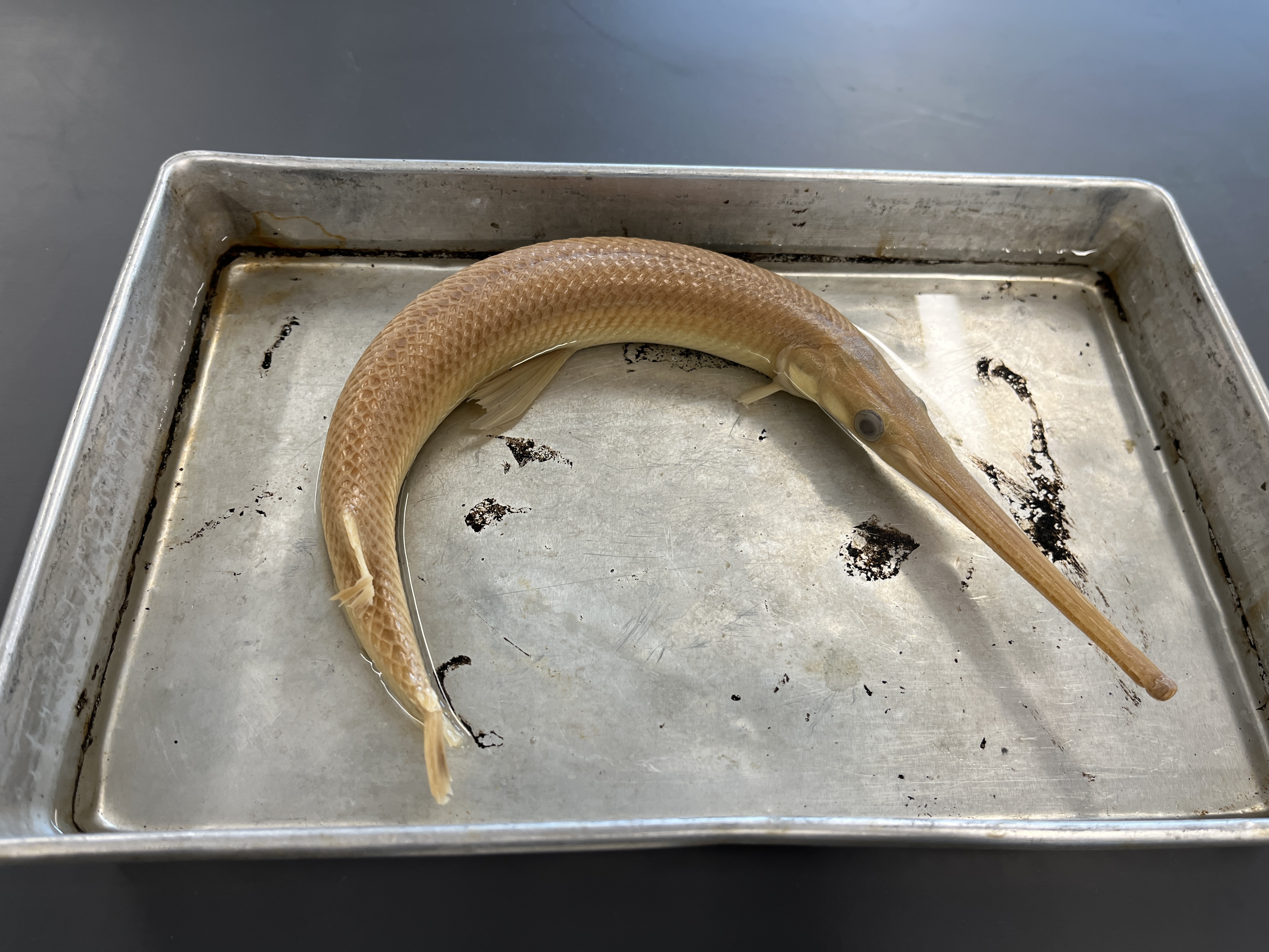<p>Longnose Gar</p>