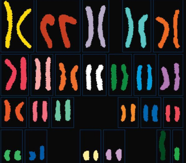 <p>The figure below is a karyotype showing chromosomes from a human cell. What is the haploid number (n) for humans?</p>