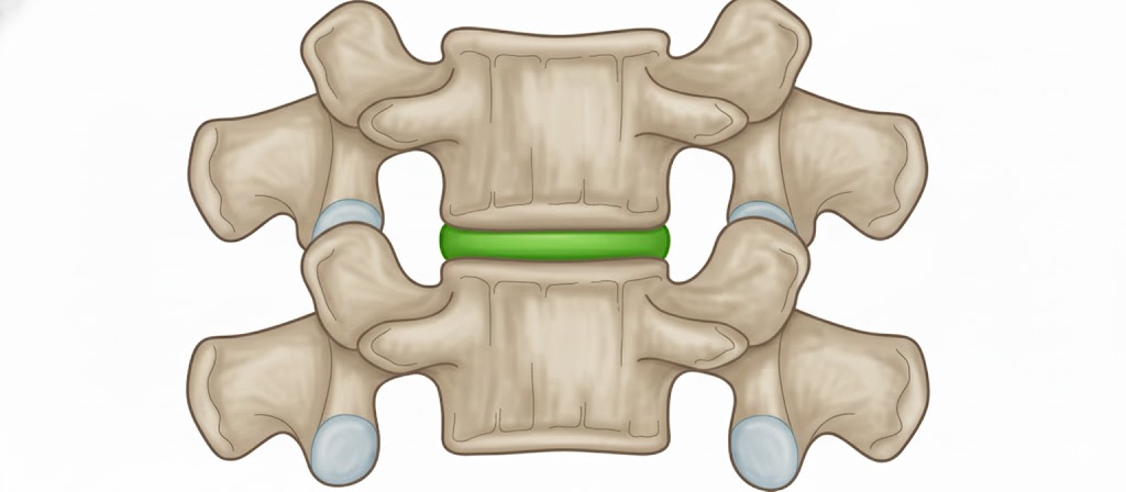 <p>Intervertebral disc</p>