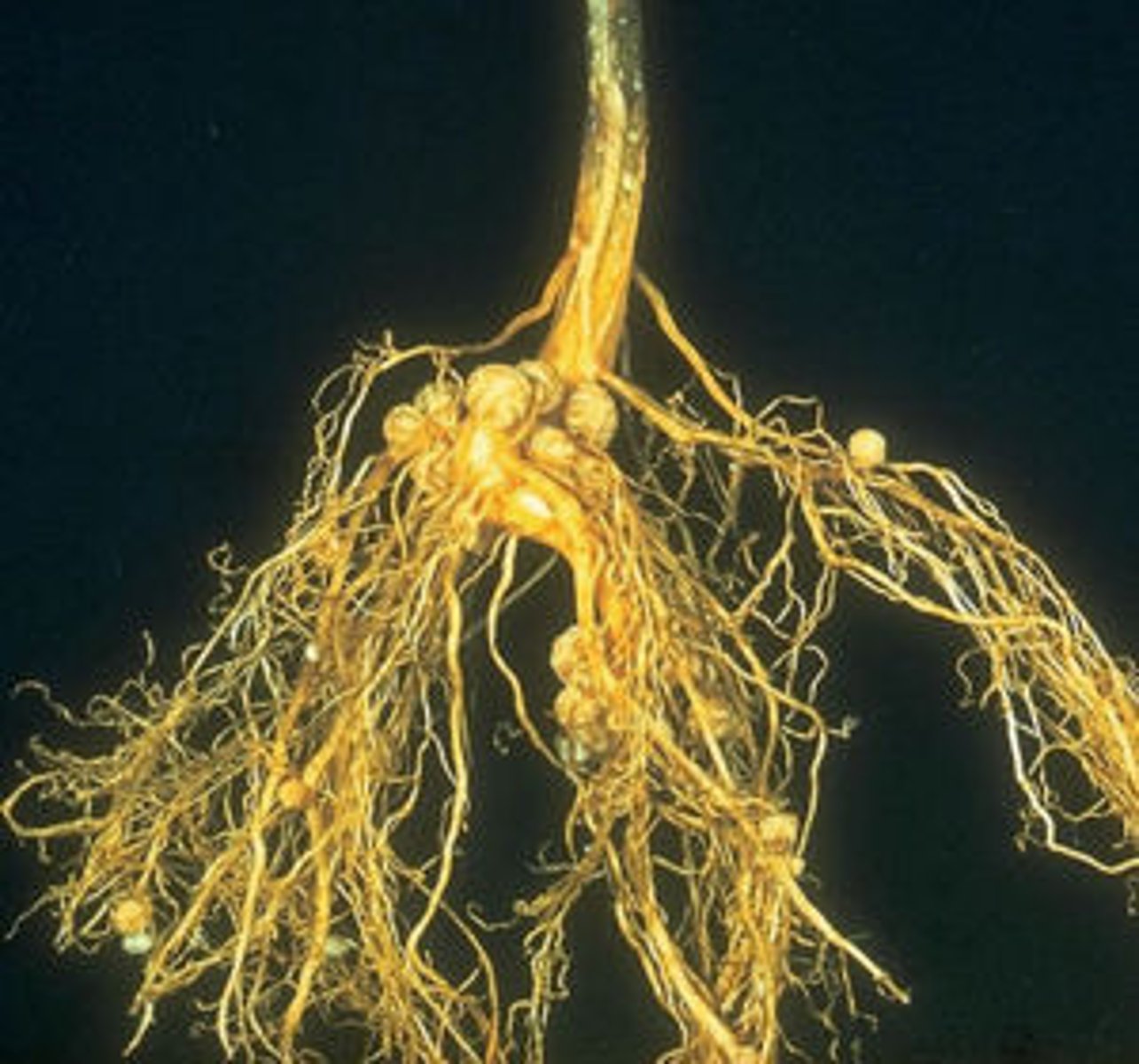 <p>phylum of fungi that form symbiotic relationships with the roots of trees</p>