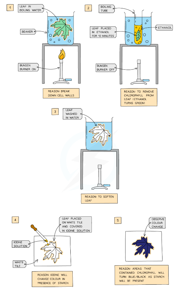 <ul><li><p>Drop leaf in <strong>boiling water to kill cells and break down cell membranes</strong></p></li><li><p>Leave leaf in a hot ethanol boiling tube for 5-10 mins (<strong>removes chlorophyll</strong> so colour changes from iodine can be seen more clearly)</p></li><li><p>Dip leaf in boiling water to soften</p></li><li><p>Spread leaf on white tile and cover with <strong>iodine solution</strong></p></li><li><p>Green leaf - entire leaf will turn <strong>blue-black</strong> as PSN is occurring in all areas of leaf</p></li><li><p>Can use a <strong>variegated</strong> leaf (part green, part white) to test need for chlorophyll</p></li><li><p>White areas of leaf contain no chlorophyll - <strong>only areas containing chlorophyll stain blue-black</strong></p></li><li><p>Areas with no chlorophyll remain orange-brown as <strong>no PSN is occurring so no starch is stored</strong></p></li></ul>