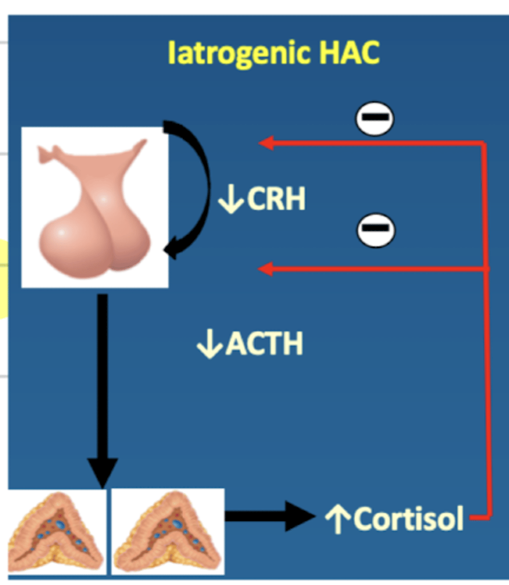 <p>↑ cortisol (exogenous), sends negative feedback to hypophysis and hypothamalus, causing ↓ ACTH and CRH</p>