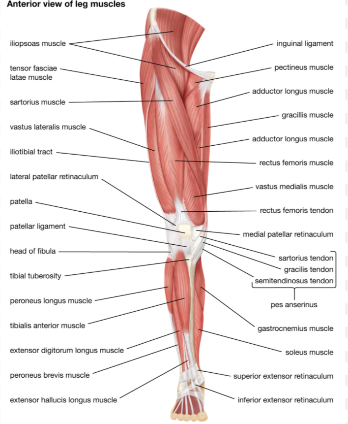 <p>What makes  the Pes Anserius</p><ul><li><p>goose foot</p></li></ul>