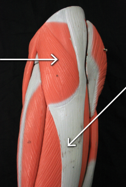 <p>right arrow&nbsp;</p>