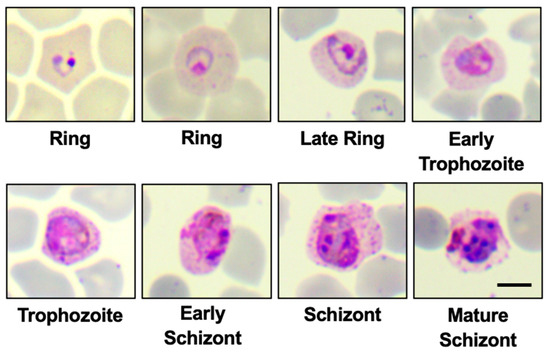 <p>What are the 4 life stages of <em>Plasmodium sp.</em>?</p>