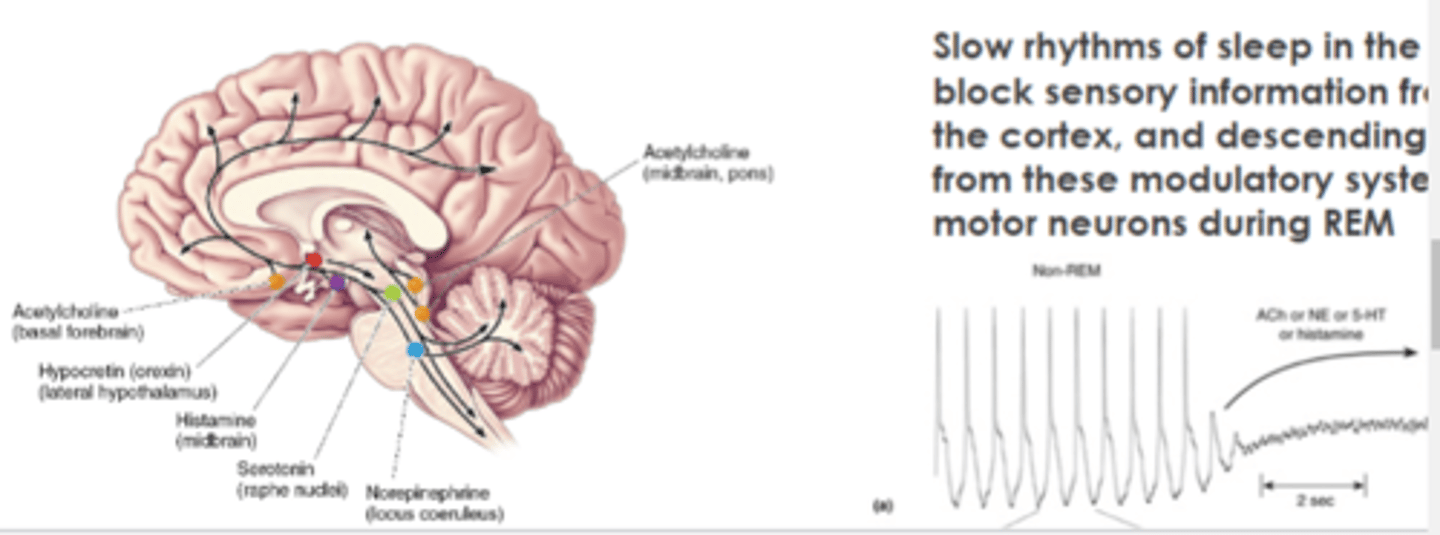 <p>Systems control the rhythmic firing of thalamus which controls EEG rhythms of cortex (slow rhythms of sleep in thalamus block sensory information from reaching the cortex!)</p>