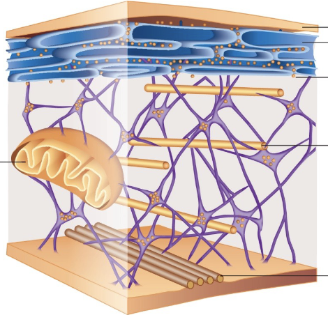 <p>Components of Cytoskeleton (7)</p>
