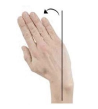 <p>movement of the wrist toward the radius (thumb side)</p>