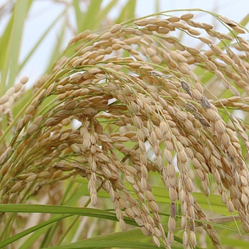 <p>rice ears</p>