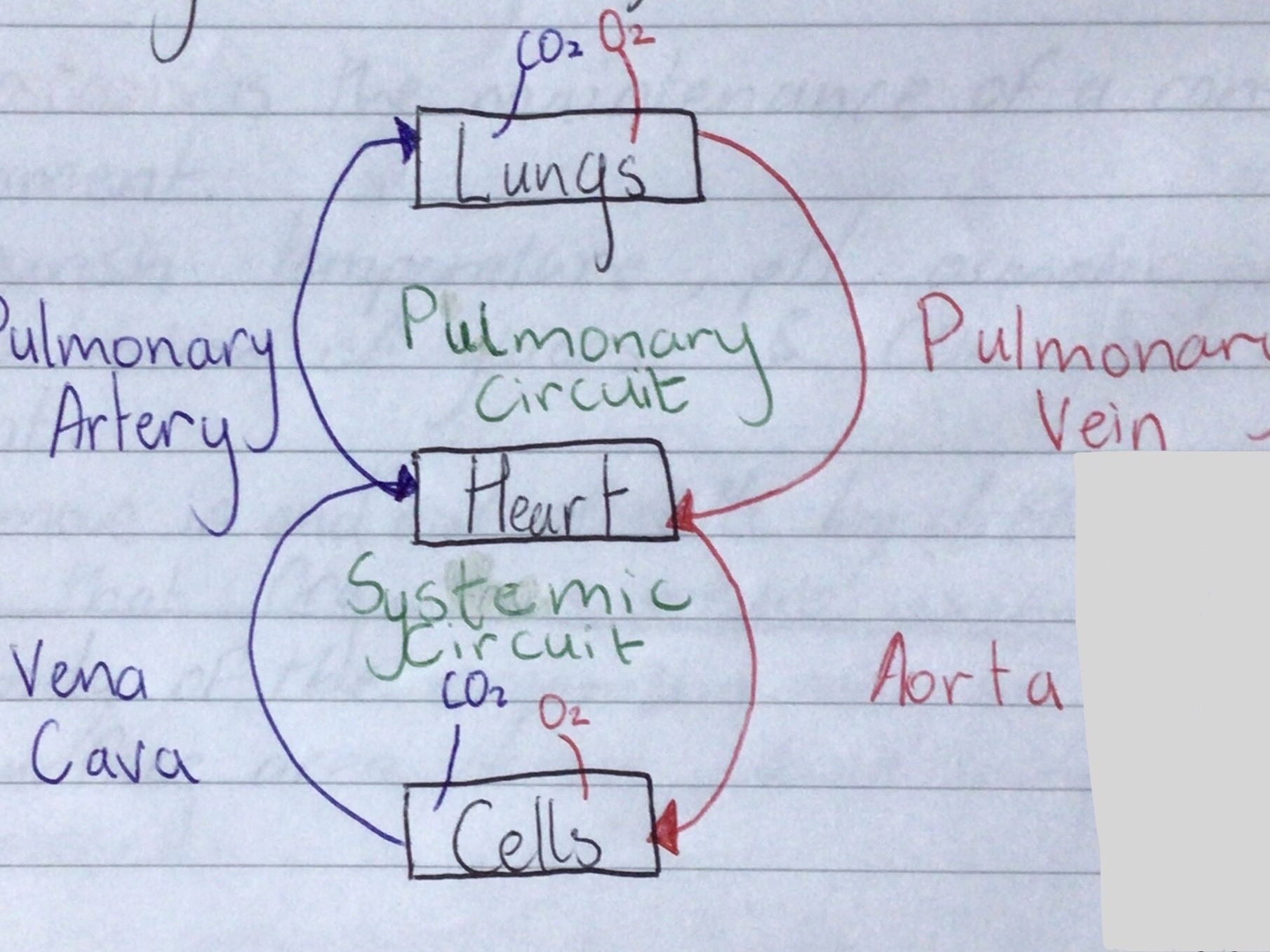 <p>Diagram </p>