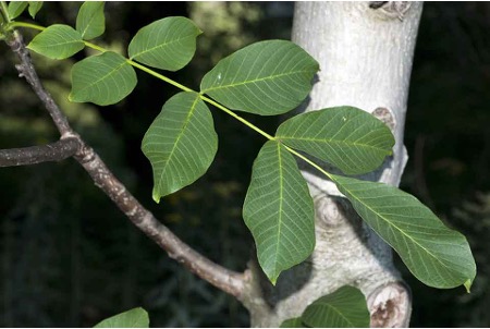 <p>odd pinnate, ovate, least leaflets, broadest leaflets </p>