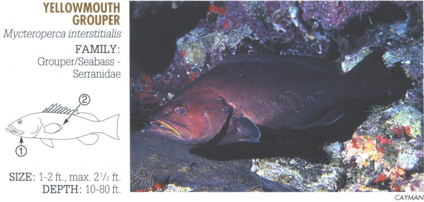 <p><span>1. Distinct yellow around corners of mouth. 2. Pectoral fins pale at base and margin.</span></p>