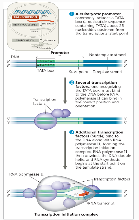 <ol><li><p>RNA initiation complex bind TATA box. </p><ul><li><p>Specifically the first is TFIID (which contains TATA binding protein (TBP)).</p></li></ul></li></ol><ol start="2"><li><p>Then RNA polymerase binds to complex.</p></li><li><p>Lastly remaining members of complex bind,</p><ul><li><p>One member being a helicase.</p></li></ul></li></ol><p></p>