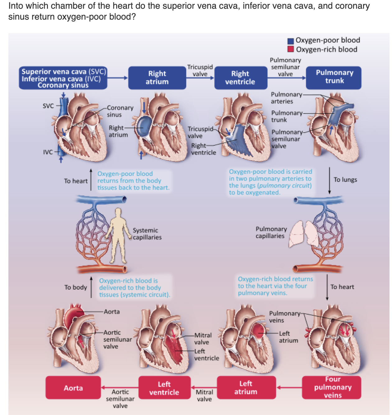 <table style="min-width: 25px;"><colgroup><col style="min-width: 25px;"></colgroup><tbody><tr><td colspan="1" rowspan="1" style="margin: 0px; padding: 0.3em; position: relative;"><p>right ventricle &nbsp; &nbsp; &nbsp; &nbsp;</p></td></tr><tr><td colspan="1" rowspan="1" style="margin: 0px; padding: 0.3em; position: relative;"><p>left atrium &nbsp; &nbsp; &nbsp; &nbsp;</p></td></tr><tr><td colspan="1" rowspan="1" style="margin: 0px; padding: 0.3em; position: relative;"><p>right atrium &nbsp; &nbsp; &nbsp; &nbsp;</p></td></tr><tr><td colspan="1" rowspan="1" style="margin: 0px; padding: 0.3em; position: relative;"><p>left ventricle &nbsp; &nbsp; &nbsp; &nbsp;</p></td></tr></tbody></table><p></p>