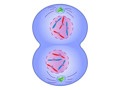 <p>What phase is this?</p>