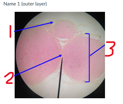 <p><span>Name 1 (outer layer)</span></p>