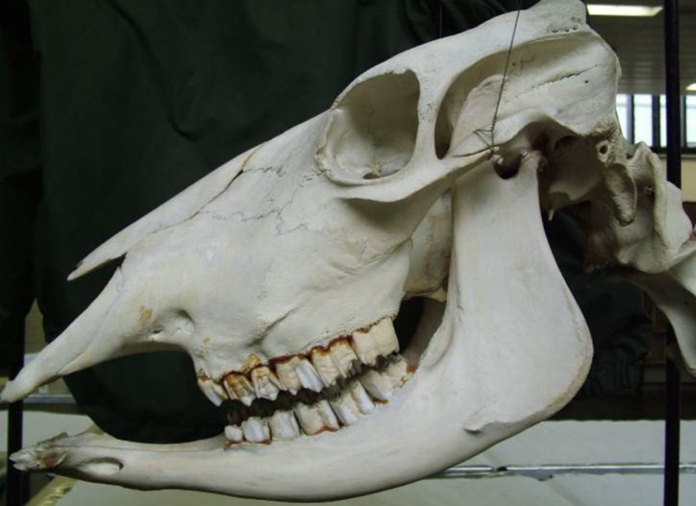 <p>Identify the species this skull belongs to</p>