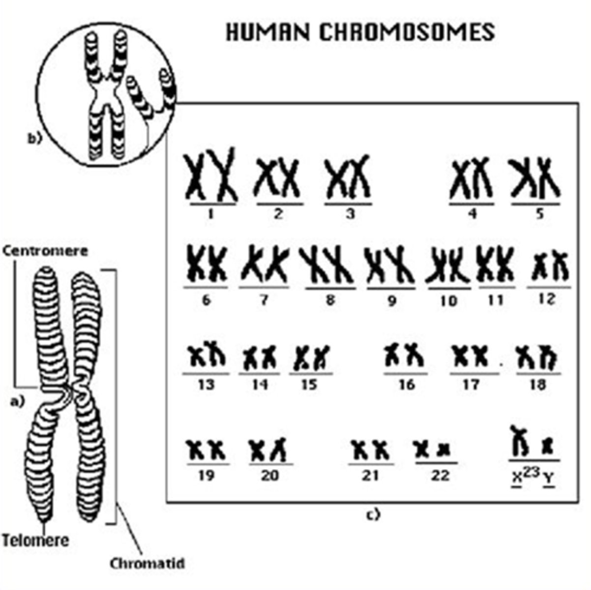 <p>46 chromosomes (2n)</p>