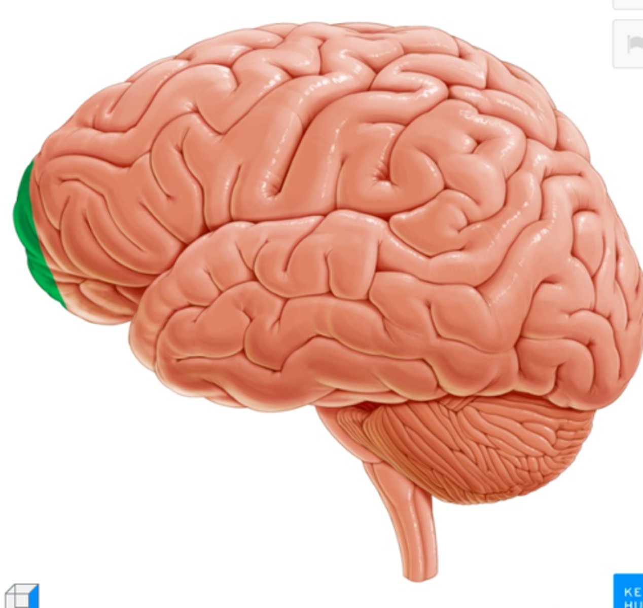 <p>most frontal part of cortex - involved in exploratory behaviour in decision making. </p>