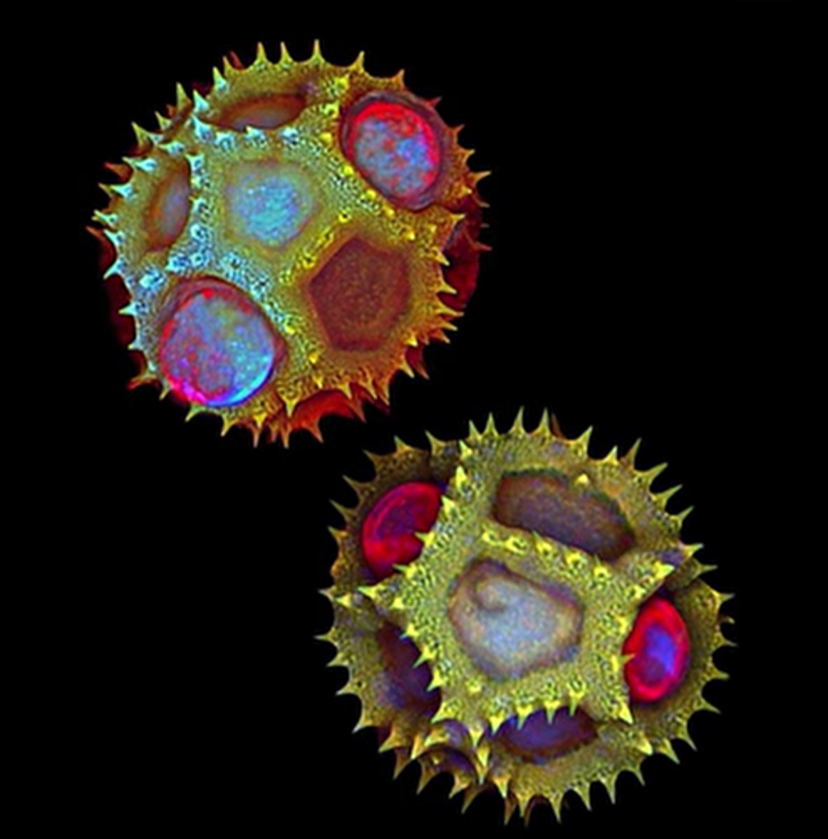 <p>dandelion pollen</p>