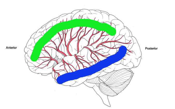 <p>The green and blue lines on the brain image represent:</p>