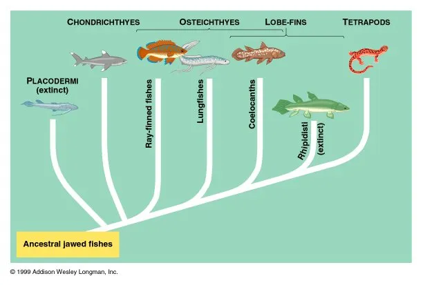 <p>Subphylum: Gnathostomes [Jawed Vertebrates (its class)] (Phylum Chordata)</p>