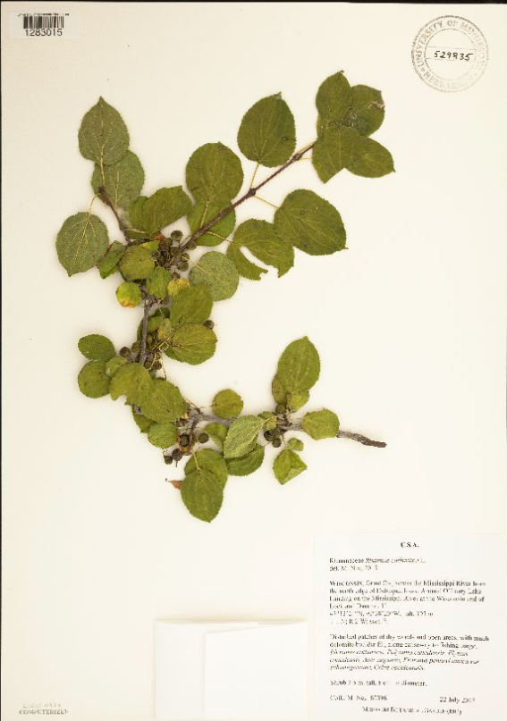 <p>Rhamnaceae</p>